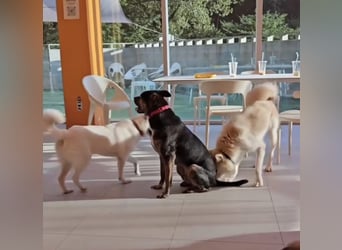 Lieber Boxermix mit Sinn für Abenteuer ,aber auch Sofa 25kg geb.2022