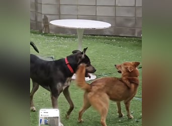 Lieber Boxermix mit Sinn für Abenteuer ,aber auch Sofa 25kg geb.2022