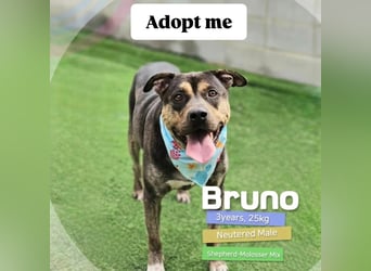 Lieber Boxermix mit Sinn für Abenteuer ,aber auch Sofa 25kg geb.2022