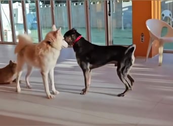 Lieber Boxermix mit Sinn für Abenteuer ,aber auch Sofa 25kg geb.2022