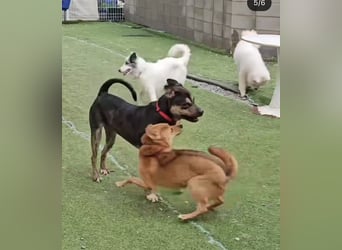 Lieber Boxermix mit Sinn für Abenteuer ,aber auch Sofa 25kg geb.2022