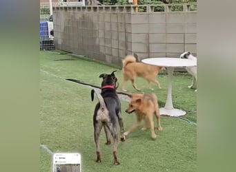 Lieber Boxermix mit Sinn für Abenteuer ,aber auch Sofa 25kg geb.2022