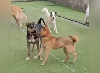 Lieber Boxermix mit Sinn für Abenteuer ,aber auch Sofa 25kg geb.2022