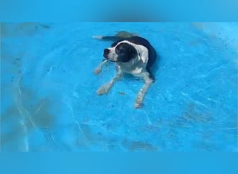 PEPA-hat sein glückliches Zuhause durch Krankheit verloren und sehnt sich nach einem neuen Zuhause