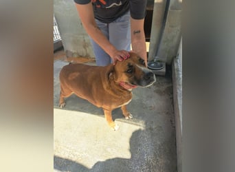 Roddy sucht seine Menschen