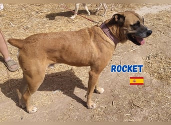 Rocket - gesellig und ausgeglichen