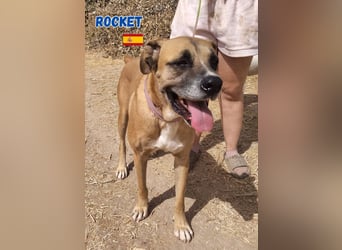 Rocket - gesellig und ausgeglichen