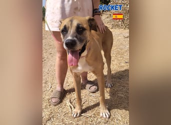 Rocket - gesellig und ausgeglichen