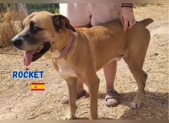 Rocket - gesellig und ausgeglichen