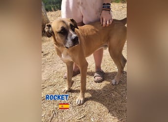 Rocket - gesellig und ausgeglichen