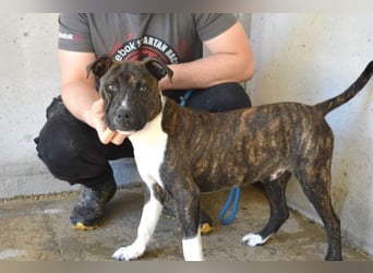 Aiko - Zwei Brüder auf der Suche nach Geborgenheit