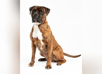 "Buddy", männlich, Boxermix, geb. 02.08.21, 60 cm
