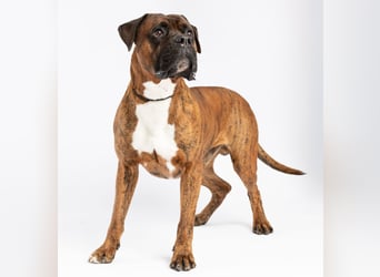 "Buddy", männlich, Boxermix, geb. 02.08.21, 60 cm