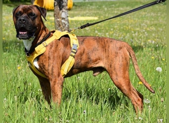 "Buddy", männlich, Boxermix, geb. 02.08.21, 60 cm