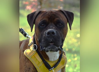 "Buddy", männlich, Boxermix, geb. 02.08.21, 60 cm