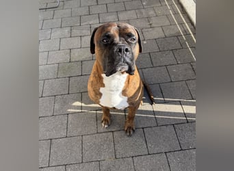 "Buddy", männlich, Boxermix, geb. 02.08.21, 60 cm