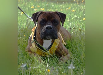 "Buddy", männlich, Boxermix, geb. 02.08.21, 60 cm