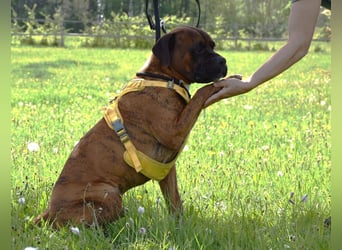 "Buddy", männlich, Boxermix, geb. 02.08.21, 60 cm
