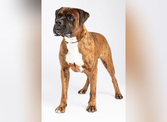 "Buddy", männlich, Boxermix, geb. 02.08.21, 60 cm
