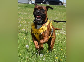 "Buddy", männlich, Boxermix, geb. 02.08.21, 60 cm