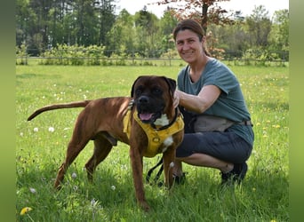 "Buddy", männlich, Boxermix, geb. 02.08.21, 60 cm