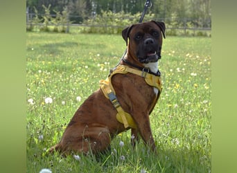 "Buddy", männlich, Boxermix, geb. 02.08.21, 60 cm