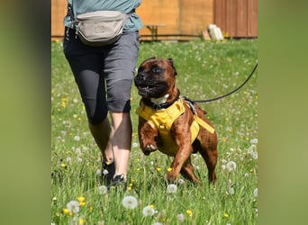 "Buddy", männlich, Boxermix, geb. 02.08.21, 60 cm
