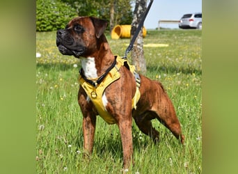 "Buddy", männlich, Boxermix, geb. 02.08.21, 60 cm