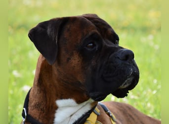 "Buddy", männlich, Boxermix, geb. 02.08.21, 60 cm