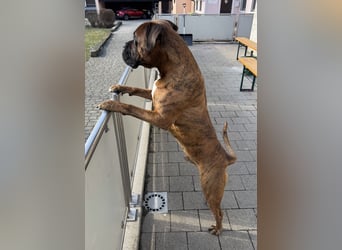 "Buddy", männlich, Boxermix, geb. 02.08.21, 60 cm