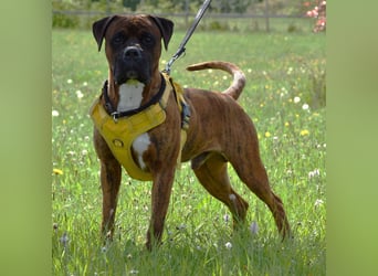 "Buddy", männlich, Boxermix, geb. 02.08.21, 60 cm