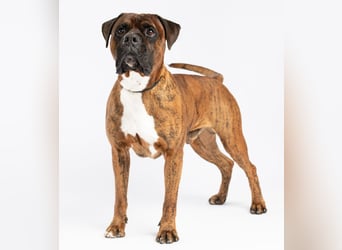 "Buddy", männlich, Boxermix, geb. 02.08.21, 60 cm