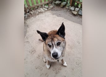 Odin