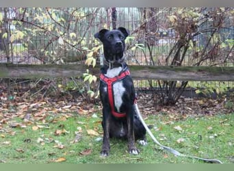 Mogli, Boxer-Schäferhund-Mix, geb. 2023, ein selbstbewusster, lebensfroher Kerl, der seine Menschen