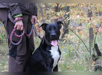 Boxer-Doggen-Belgier-Mix, männlich, kastriert, geb. ca. 2023, schwarz-braun mit weißen Abzeichen Boxer-Doggen-Belgier-Mix, männlich, kastriert, geb. ca. 2023, schwarz-braun mit weißen Abzeichen