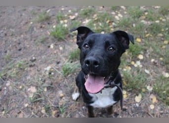 Boxer-Doggen-Belgier-Mix, männlich, kastriert, geb. ca. 2023, schwarz-braun mit weißen Abzeichen Boxer-Doggen-Belgier-Mix, männlich, kastriert, geb. ca. 2023, schwarz-braun mit weißen Abzeichen