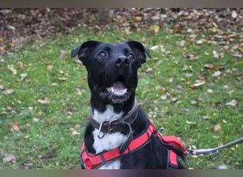 Mogli, Boxer-Schäferhund-Mix, geb. 2023, ein selbstbewusster, lebensfroher Kerl, der seine Menschen