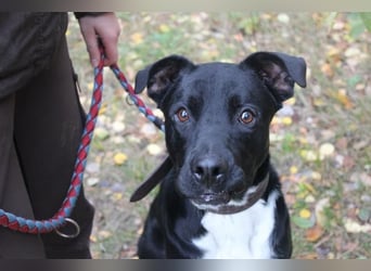 Boxer-Doggen-Belgier-Mix, männlich, kastriert, geb. ca. 2023, schwarz-braun mit weißen Abzeichen Boxer-Doggen-Belgier-Mix, männlich, kastriert, geb. ca. 2023, schwarz-braun mit weißen Abzeichen