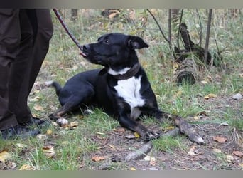 Boxer-Doggen-Belgier-Mix, männlich, kastriert, geb. ca. 2023, schwarz-braun mit weißen Abzeichen Boxer-Doggen-Belgier-Mix, männlich, kastriert, geb. ca. 2023, schwarz-braun mit weißen Abzeichen