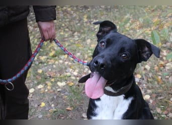 Boxer-Doggen-Belgier-Mix, männlich, kastriert, geb. ca. 2023, schwarz-braun mit weißen Abzeichen Boxer-Doggen-Belgier-Mix, männlich, kastriert, geb. ca. 2023, schwarz-braun mit weißen Abzeichen