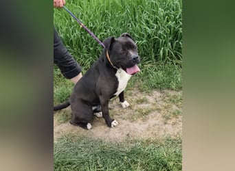 Bonnie, geboren 01.01.2023, 57cm sucht ihr Zuhause