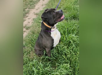 Bonnie, geboren 01.01.2023, 57cm sucht ihr Zuhause