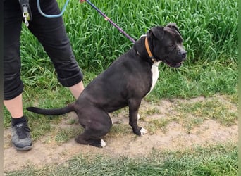 Bonnie, geb. 01.2023, 57cm sucht ihr Zuhause