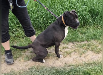 Bonnie, geboren 01.01.2023, 57cm sucht ihr Zuhause