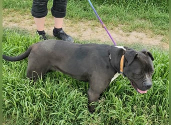 Bonnie, geboren 01.01.2023, 57cm sucht ihr Zuhause