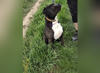 Bonnie, geboren 01.01.2023, 57cm sucht ihr Zuhause