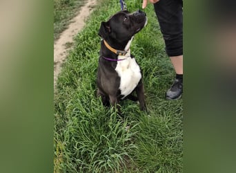 Bonnie, geboren 01.01.2023, 57cm sucht ihr Zuhause