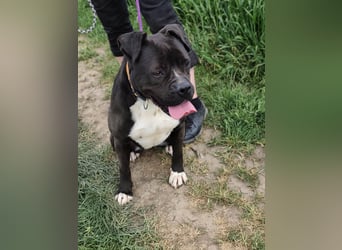 Bonnie, geboren 01.01.2023, 57cm sucht ihr Zuhause