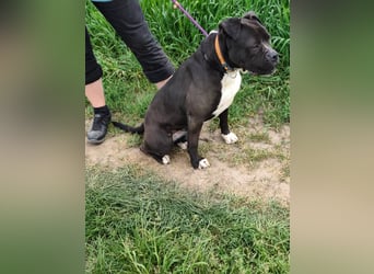 Bonnie, geb. 01.2023, 57cm sucht ihr Zuhause