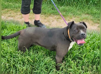 Bonnie, geb. 01.2023, 57cm sucht ihr Zuhause